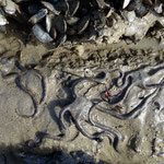 Ophioderma longicauda délogées de leur cache.