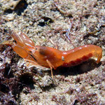 Alpheus macrocheles. On peut apercevoir les oeufs dans l'abdomen ; 4 cm. Le claquement de leur grosse pince sert à impressioner leur prédateur.