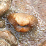 Striarca lactea  (petite arche). Long : 1,2 cm   