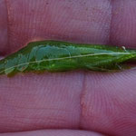Hippolyte inermis : crevette des zostères marines. Taille : 3 cm