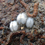 Galeomma turtoni. Ce curieux petit bivalve vit fixé sur les pierres, valves ouvertes, recouvert par son manteau et peut se déplacer à la façon d'un patelle. Taille : 0,6 cm