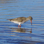 Chevalier gambette (Tringa totanus). Probablement le plus commun des limicoles de notre côtes. Souvent perché sur un poteau ou les pattes dans l’eau, il fait entendre sa voix pour qu’on le remarque. Ses gambettes orange permettent de le reconnaître.