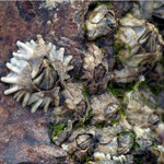 Semibalanus balanoides (individu isolé de gauche). Diam. 1 cm