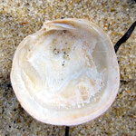 Loripes lucinalis, vue ventrale