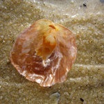 Anomia ephippium. Diam : 3 cm
