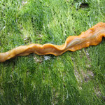 Plathelminthe ind. ; 10 cm long, dans le sable, aux Arbousiers.