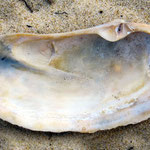Lutraria oblonga. Vue ventrale