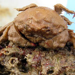 Dromie sans "béret". Les pinces à l'arrière maintiennent l'éponge (parfois anémones, bryozoaires)