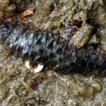 Autre ver "cuirassé" de la famille des Aphrodites : Lepidonotus sp. Long : 5 cm