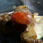 Musculus subpictus, autre vue