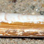 Couteau (Ensis ensis). long : 15 cm