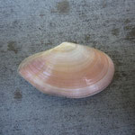 Tellina incarnata. Long : 3 cm