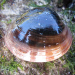 Callista chione vivant (Vernis). Diam : 8 cm