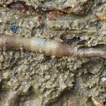 Phascolosoma stephensoni en position de vie, dans les sédiments bordant les pierres.