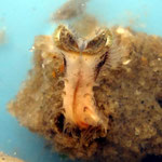 Sabellaria filtrant