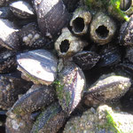 Balanes (balanus perforatus) au sein de moules : cette espèce colonisent tous les substrats durs, même des endroits que seules les vives marées peuvent atteindre