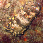 Hors estran : Cigale de mer (Scyllarides arctus) photographiée à - 10 m, Hortense (photo : L. Charles) 