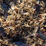 Amas de bryozoaires (Scrupocellaria ?) échoués sur la plage. A certaines périodes on en retrouve en grande quantité au milieu d'algues avec lesquelles on les confond souvent. Il s'agit cette fois de formes arbustives d'environ 2 cm de hauteur