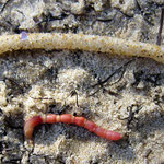 Le ver (Lanice conchilega) et son tube sableux. Long du ver : 6 cm (peut-être mutilé ?). Long. du tube : 20 cm