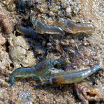 Athanas nitescens, crevette commune sous les pierres. Long : 2,5 cm