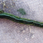 Eulalia ou Phyllodoce (jusqu'à 20 cm)