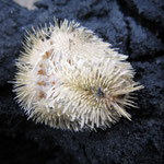 Echinocardium cordatum vivant sortit de son substrat vaseux. Ces oursins endobiontes sont des mangeurs de dépôts (dépositivores)