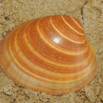 Callista chione (Vernis). Diam : 8 cm