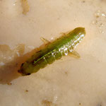Petit Isopode du genre Idotea. Long : 6 mm