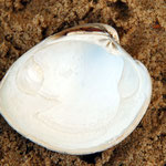 Mercenaria mercenaria. Long : 8 cm