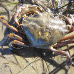 Crabe enragé (Carcinus maenas), le plus courant du bassin avec le marbré, (8 cm)