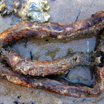 Annélides : "tubes" de Chaetopterus variopedatus, trouvés agglutinés sur les rochers à la limite de la zone infralittorale, 20 cm.