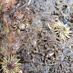 Echinodermes : Psammechinus miliaris (petit oursin vert) ; 2 cm