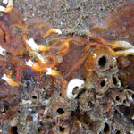 Autre colonie encroûtante (Watersipora subtorquata ?)