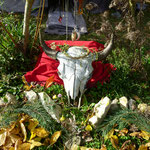 Tierschädel 
