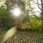 Wald