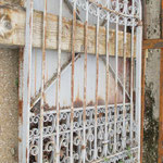 Portail n°67     260cm de large x 280cm de haut