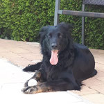 Branca, gen.Lotte