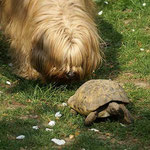 Bya-ras Job: Schildkröte hüten