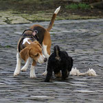 Training in der Hundeschule DogFidence - Januar 2014