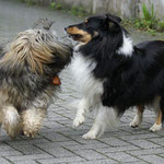 Mon-sha verliebt! Hier mit Sheltie-Freundin Angel