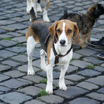 Training in der Hundeschule DogFidence - Januar 2014