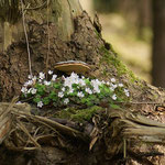 Spaziergang im Wald - Buschwindröschen