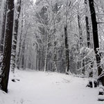 Verschneiter Wald