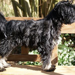 Yeshi in Pose auf der Gartenbank - März 2014