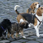 Training in der Hundeschule DogFidence - Januar 2014