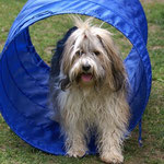 Milka im Agility-Tunnel