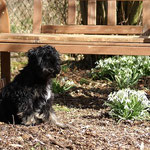 Yeshi im Garten - März 2014