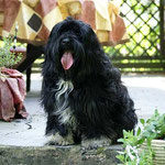 Bommel