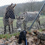 F-Wurf - Femi und Yeshi im Opelzoo - 15 Wochen alt
