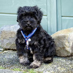 Training in der Hundeschule DogFidence - Januar 2014
